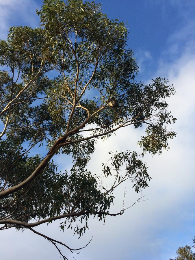 Bee'S Place - 3 Bedroom Home On 10 Acres Of Land With Distant Ocean Views Emu Bay エクステリア 写真